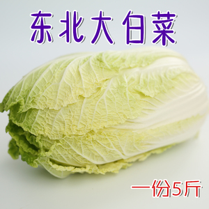 东北新鲜大白菜 农家肥自产自种蔬菜10蘸酱生吃包馅大白菜5斤包邮