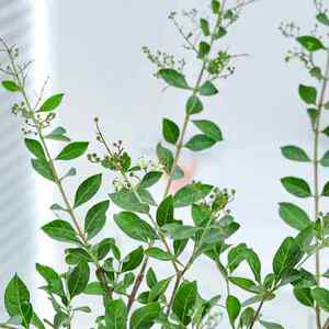 清香散沫花盆栽开花浓香指甲花四季常青室内外茉莉老桩绿植带花苞