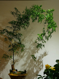 小叶簕竹生桩办公室客厅茶室盆景盆栽绿植四季常绿（直播间一物一