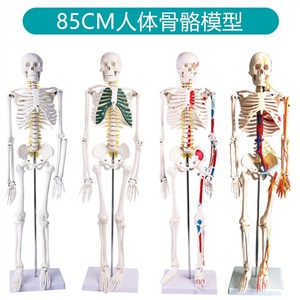人体全身骨架模型85cm人体骨骼模型1G70cm成人小骷髅脊椎教学模
