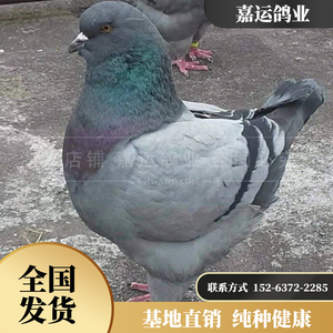 信鸽足环定制黄铜环 元宝鸽环 圆环脚环  钛合金 订做特留种鸽环3人