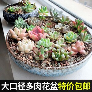 多肉大盆 特大陶瓷大口径拼盘创意粗陶特大号组合植物肉肉盆器特