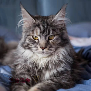 俄罗斯缅因猫纯种双血统幼猫银虎斑烟灰缅因猫长毛大型猫认证猫舍