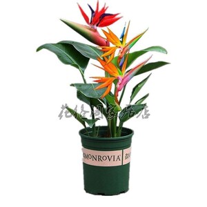 吸甲醛绿植富贵鸟盆栽花卉室内客厅四季开花防辐射鹤望兰花苗多肉