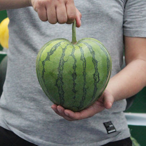 方形西瓜定型模具模子心形元宝爱心水果造型生长模y具可多次使用