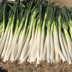 大葱种子山东章丘四季葱菜籽葱苗蔬菜种籽香葱小孑葱籽葱快菜高产