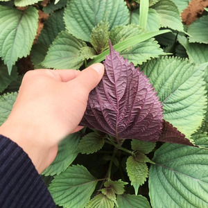 紫苏种子种籽孑种苗盆栽可食用紫苏叶籽种四季种植菜野菜蔬菜苏子