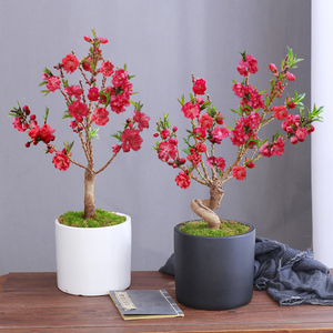 桃花盆栽带花苞老桩重瓣寿星桃树盆景室内外庭院观赏四季开花植物