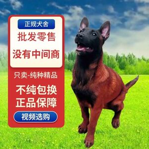 纯种马犬幼犬同城免费领养便宜活体狗幼崽比利时警犬比利时牧羊犬