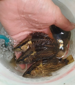 000人付款淘宝鳜鱼 暗鳜波纹鳜原生冷