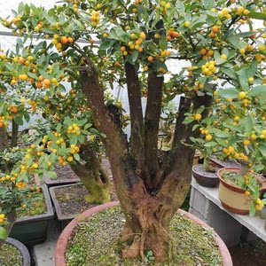 000人付款淘宝金豆子盆景金豆盆景带果发货四季结果观果植物室内外