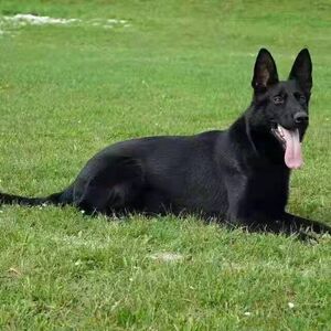 黑狼犬幼犬纯种看家护院狗狗猛犬纯黑色墨界大型中华狼狗幼崽活体