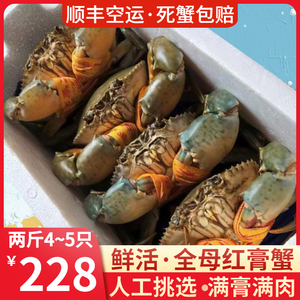 青蟹鲜活全母野生超大特大海蟹满黄红膏蟹螃蟹黄油蟹2斤4-5只顺丰