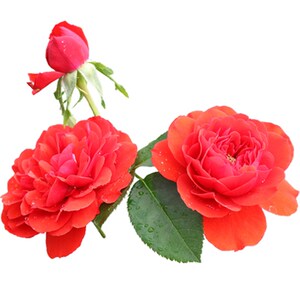 欧月新品卡门月季花苗大苗大型藤本爬藤蔷薇抗病性强庭y院花卉拱