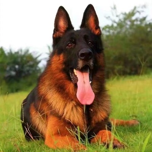 牧羊犬警犬黑背犬锤系狼狗幼崽弓背德国牧羊犬幼犬活体狗93人付款300