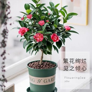 四季茶花新品种夏咏国色夏日七心带花苞开花不断观赏易养活绿植