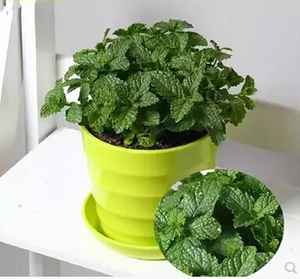 薄荷柠檬蜂香草提神植物绿植花卉盆栽薄荷