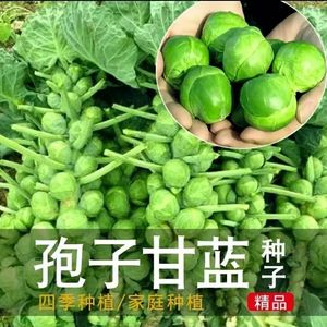 进口小包菜种子特色抱子甘蓝包心菜种高产四季盆栽大田蔬菜种籽苗