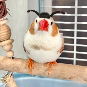 企鹅珍珠鸟活体灰白文鸟送粮观赏宠物活物十姐妹