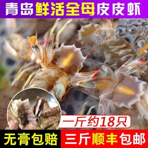 带膏全母皮皮虾鲜活超大特大椒盐琵琶虾虾姑濑尿虾虾爬子顺丰包邮