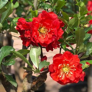 迅仕花陌轩园艺  黑牡丹海棠 开花大红色重瓣 又名黑珊瑚海棠 土