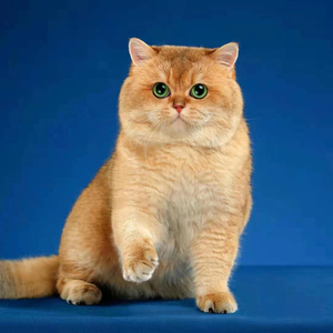 0019人付款淘宝英短金渐层猫幼猫纯种活体英国短毛猫