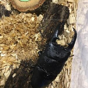 巴拉望巨扁锹形虫幼虫锹甲幼虫巴拉望巨扁锹形虫单公成虫长牙个体