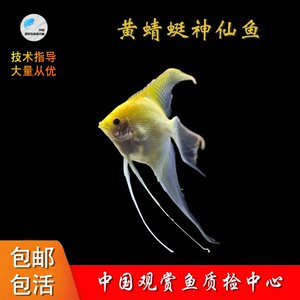 热带鱼观赏鱼淡水台系长翅长鳍黄蜻蜓燕鱼黄色神仙燕鱼神仙鱼