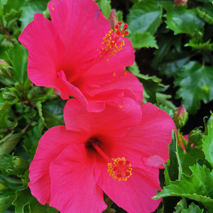 扶桑花盆栽大红花树苗朱瑾花大盆老桩木本花镜花园四季花卉多年生