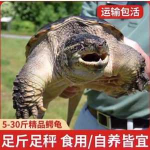 大鳄龟高清头像图片