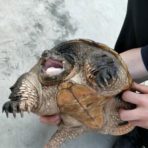 0010人付款淘宝乌龟缸晒台造景饲养箱家用小型巴西龟房子鳄龟屋大型