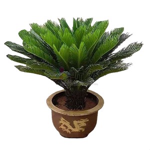 铁树植物室外大型盆栽o小苗庭院门口好养耐寒苏铁绿植花卉四季常