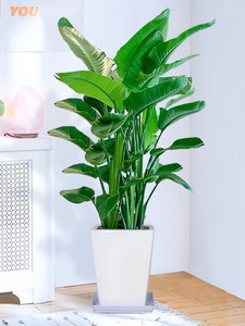 天堂鸟植物北京