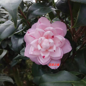 福建龙岩精品热销 津川绞 盆栽茶花苗室内阳台庭院绿植吸甲醛包邮