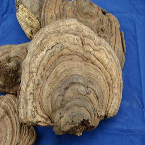 【扁木灵芝】扁木灵芝品牌,价格 - 阿里巴巴