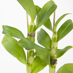 春石斛兰 小蓝莓 盆栽带花v石斛美花石斛盆栽花卉苗绿植物兰花盆