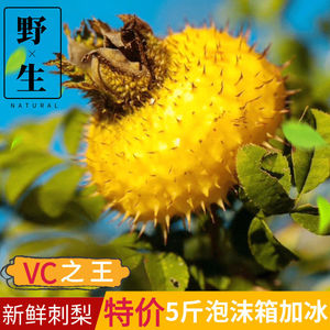 贵州新鲜野生刺梨鲜果5斤现摘刺力王原产地金刺梨维c之王泡酒果脯