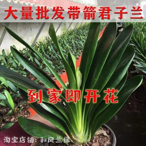 带花苞的君子兰特价兰花室内盆栽到家开花油匠和尚短叶圆头
