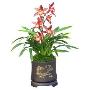 【兰花金龙冠】兰花金龙冠品牌,价格 - 阿里巴巴