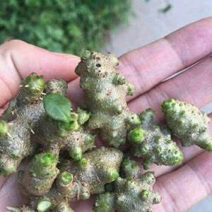 野生藤三七植物苗盆栽食用药用田七种苗种子根茎庭院阳台爬藤绿植