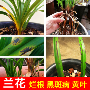 恶霉灵杀菌剂兰草土壤消毒多肉烂根黑腐病黑斑病兰花根腐病专用药