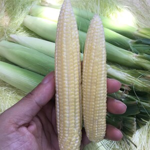 玉米珍珠笋