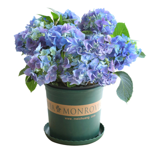 戴安娜王妃绣球