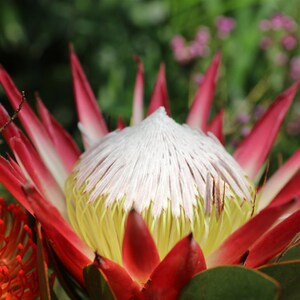 帝王花盆栽种苗南非进口海神花花卉绿植室内阳s台庭院 露露花园