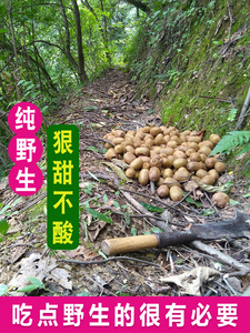 秦岭野生奇异果新鲜猕猴桃应季水果陕西小泥弥猴桃软枣当季整箱