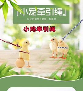 小鸡牵引绳遛鸡宠物小鸡仔崽专用绑绳防挣脱网红小鸭子溜鸡绳