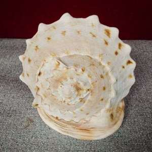 贝壳摆件招财天然超大海螺水族造景 装饰和收藏室内摆件