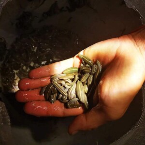 卵高蛋白鸭乌龟狗头鱼水蛭开口饲料钓鱼螺蛳粗生耐活耐低温刘荣枝3