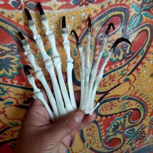 狐狸爪子骨骼真品模型骨科器械宠物动物狗猫犬教学骨架骨头拼装好