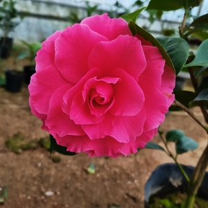 大海伦山茶花树苗n大型红花玫瑰型福建龙岩四季盆栽花卉